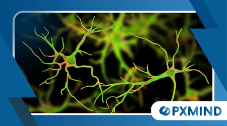 Astrocytes and Glial Cells