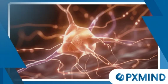Why Neural Oscillations Matter for Memory and Attention